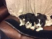 Geweldige border collie-puppy's. - 0 - Thumbnail