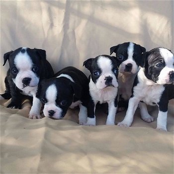 Mooie Boston Terriers - 0