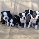 Mooie Boston Terriers - 0 - Thumbnail