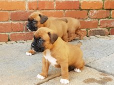 Mooie boxer pups