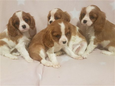 Schattige Cavalier Puppies - 0