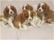 Schattige Cavalier Puppies - 0 - Thumbnail