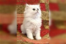 Hoge kwaliteit Perzische kittens beschikbaar.