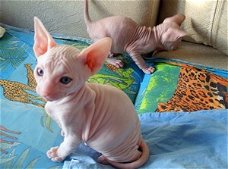 Sphynx-kittens klaar