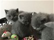 Britse korthaar kittens. - 0 - Thumbnail