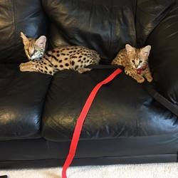 Serval kittens en slakken beschikbaar - 0