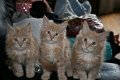 Snorharen Maine coon Kittens. - 0 - Thumbnail