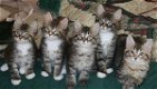 Gezonde zachte gigantische Maine Coon-kittens - 0 - Thumbnail