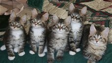 Gezonde zachte gigantische Maine Coon-kittens