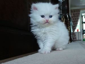 Mooie Perzische kittens beschikbaar. - 0