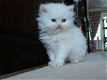 Mooie Perzische kittens beschikbaar. - 0 - Thumbnail