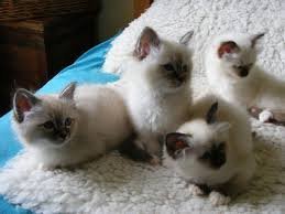 Birmaan Kittens Op Zoek Naar Goed Huis. - 0