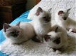 Birmaan Kittens Op Zoek Naar Goed Huis. - 0 - Thumbnail