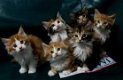 Maine Coon-kittens die een goed huis zoeken. - 0 - Thumbnail