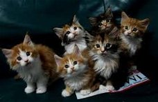 Maine Coon-kittens die een goed huis zoeken.