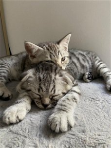 Geweldige geregistreerde zilveren Bengaalse kittens.