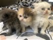 Absoluut verbluffende Perzische kittens - 0 - Thumbnail