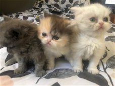 Absoluut verbluffende Perzische kittens