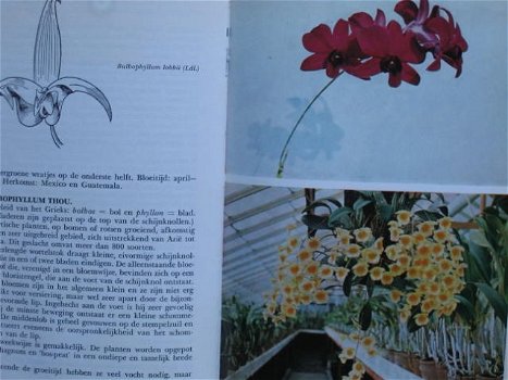 Orchideeën - 1