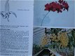 Orchideeën - 1 - Thumbnail
