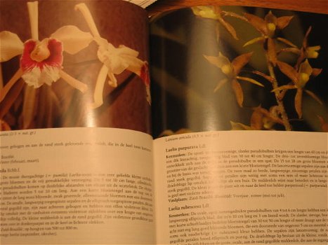 Orchideeën voor kamer en kas - 1