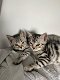 Geweldige geregistreerde zilveren Bengaalse kittens. - 0 - Thumbnail
