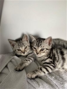 Geweldige geregistreerde zilveren Bengaalse kittens.
