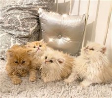 Absoluut verbluffende Perzische kittens