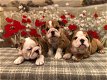 Mooie Britse Bulldog-puppy's - 0 - Thumbnail