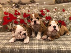 Mooie Britse Bulldog-puppy's