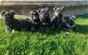 Schattige mannelijke en vrouwelijke Schnauzer-puppy's - 0 - Thumbnail