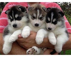 Leuke en schattige Siberische Husky-puppy's