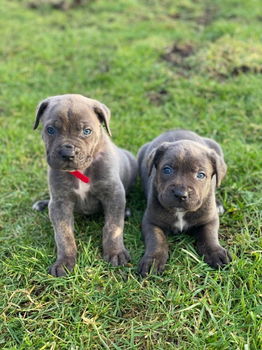 Cane Corso-puppy's Klaar om te vertrekken - 0