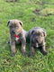 Cane Corso-puppy's Klaar om te vertrekken - 0 - Thumbnail