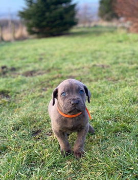 Cane Corso-puppy's Klaar om te vertrekken - 1