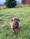 Cane Corso-puppy's Klaar om te vertrekken - 1 - Thumbnail