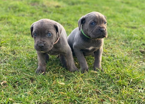 Cane Corso-puppy's Klaar om te vertrekken - 2