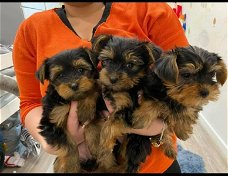 Schattige Yorkshire Terrier-puppy's te koop