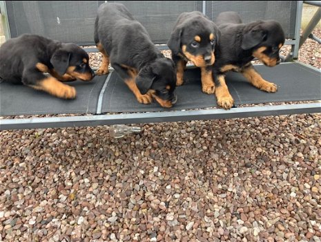 Rottweiler-puppy's te koop - 0