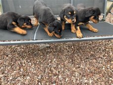 Rottweiler-puppy's te koop