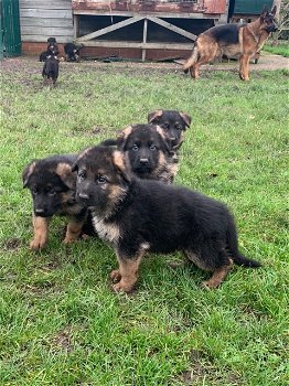 Mooie Duitse herder pups te koop - 1