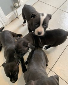 Staffordshire Bull Terrier-puppy's