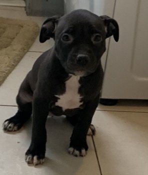 Staffordshire Bull Terrier-puppy's - 1