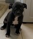 Staffordshire Bull Terrier-puppy's - 1 - Thumbnail
