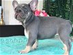 Leuke Franse Bulldog-puppy's te koop - 0 - Thumbnail