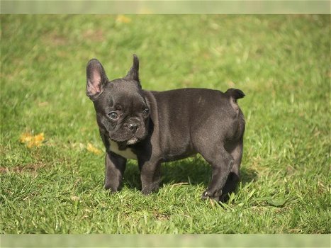 Leuke Franse Bulldog-puppy's te koop - 1