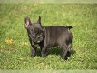 Leuke Franse Bulldog-puppy's te koop - 1 - Thumbnail