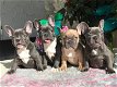 Leuke Franse Bulldog-puppy's te koop - 2 - Thumbnail