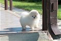 Mini Pommeren puppy's te koop - 0 - Thumbnail