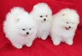 Mini Pommeren puppy's te koop - 1 - Thumbnail